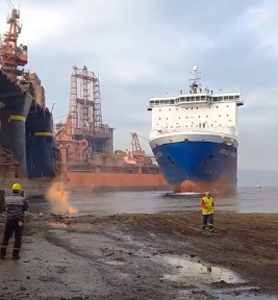 手掌大的飛蛾、比汽車高的鹿，這些東西比你想象的要大很多