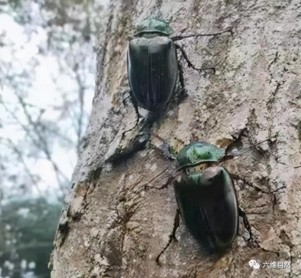青城山發現兩隻陽彩臂金龜成蟲,還有隻巨型幼蟲,可它們不是家庭 青城山發現兩隻陽彩臂金龜成蟲,還有隻巨型幼蟲,可它們不是家庭