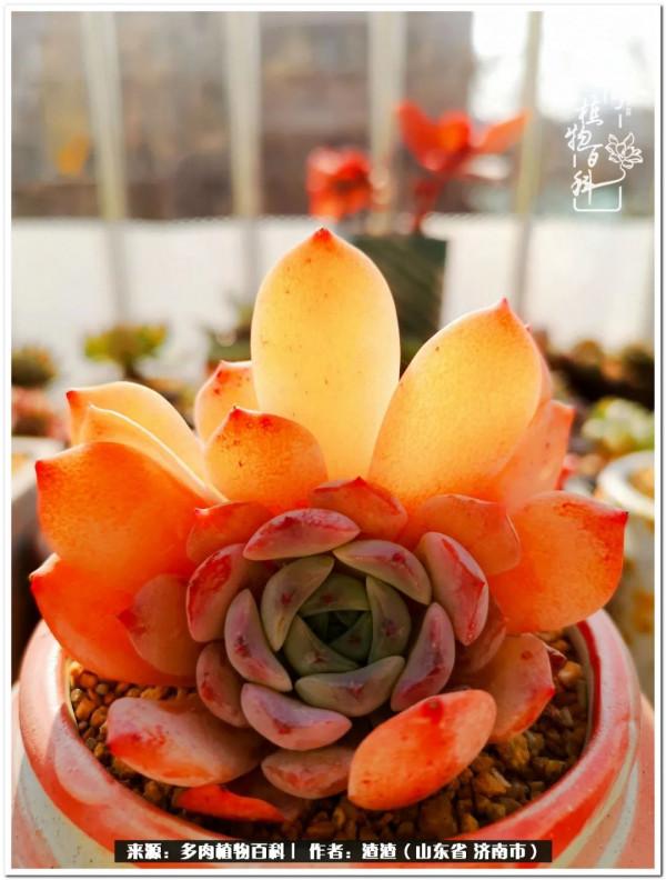 一個不稱職90後的闡述：何以解憂？唯有多肉