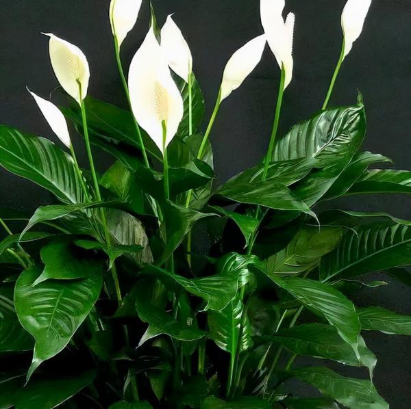 寓意一帆風順的室內觀葉植物-植物非試管高效快繁白掌 寓意一帆風順的室內觀葉植物-植物非試管高效快繁白掌