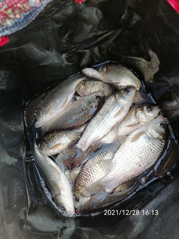 不斷改變作釣思路，寒冷冬季也能釣大板鯽