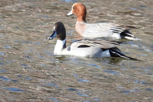 春節清河觀鳥記錄