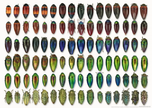 五千片蟲子翅膀,居然做出這麼好看的裙子 五千片蟲子翅膀,居然做出這麼好看的裙子