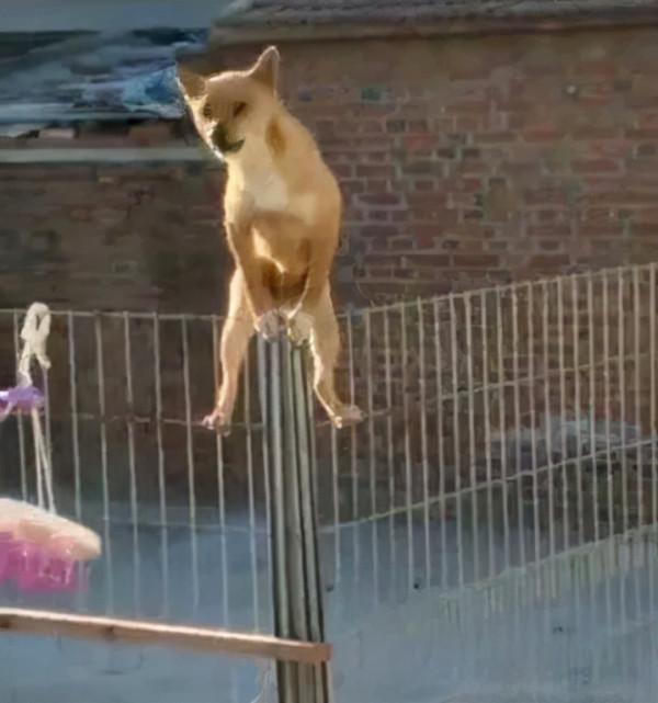 你有沒有發現，好像土狗都喜歡看熱鬧