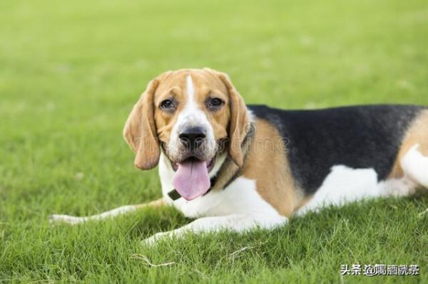 猖狂的賊——傷了人，偷了狗，不急不慌往外走