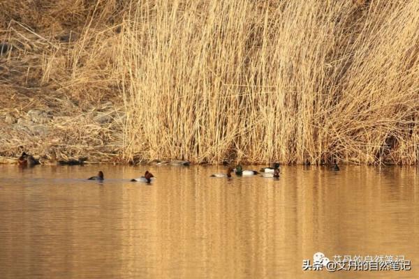 半天三地，小天鵝、白腹鶇、斑背潛鴨完美的一天