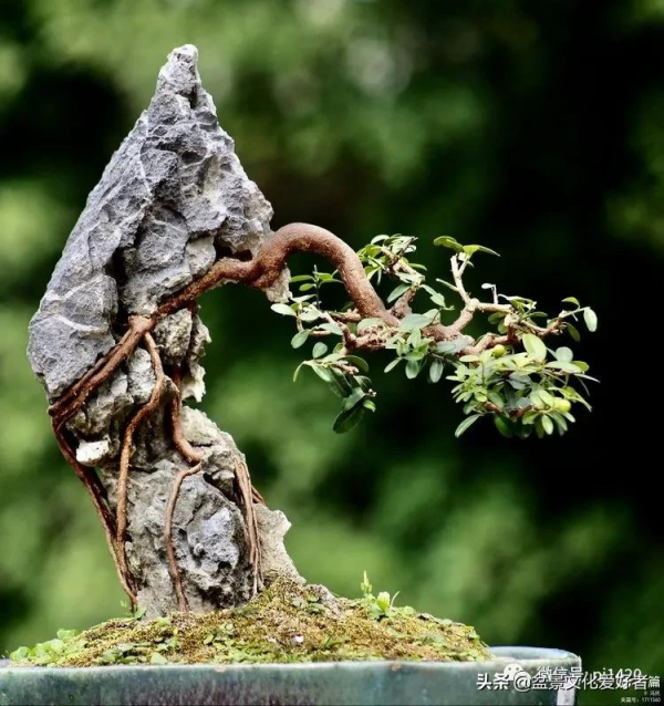 玩盆景,只是玩玩嗎? 玩盆景,只是玩玩嗎?