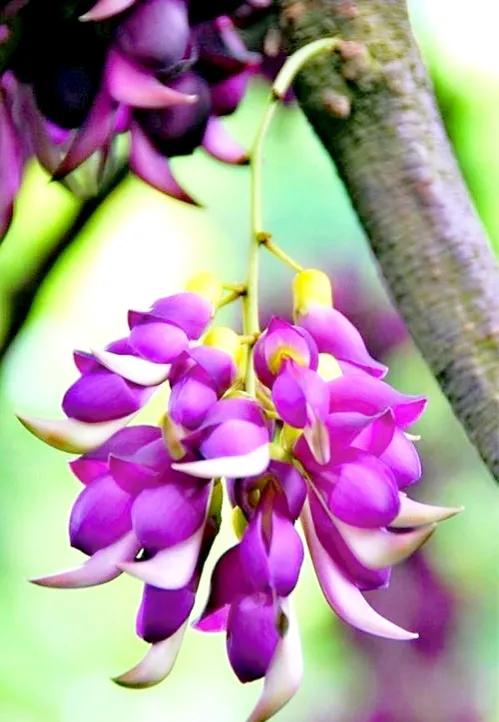 像鳥兒一樣靈動的禾雀花