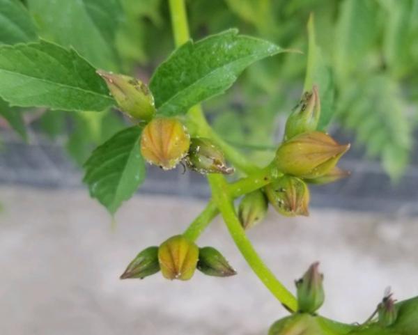 4種花別亂養,天天招蟲子,越養越生氣 4種花別亂養,天天招蟲子,越養越生氣