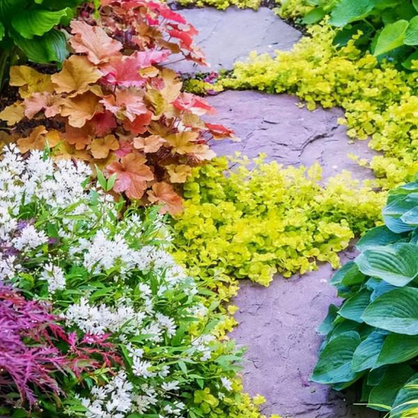 花園鑲邊，增加植物層次，豐富花園景觀