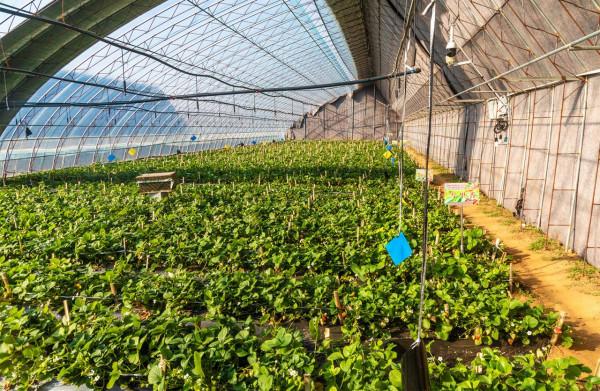 山東好景｜寒冬裡的&OpenCurlyDoubleQuote;莓&rdquo;好風景