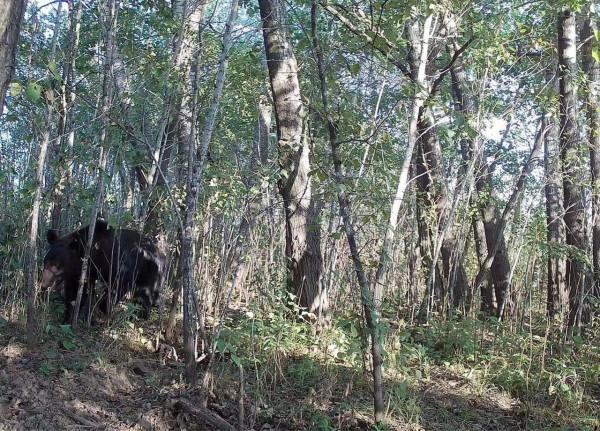 洪河自然保護區首次近距離拍到亞洲黑熊