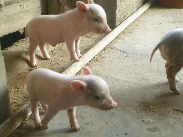 仔豬咳嗽喘氣用什麼藥？豬咳嗽氣喘怎麼辦？有什麼特效藥？