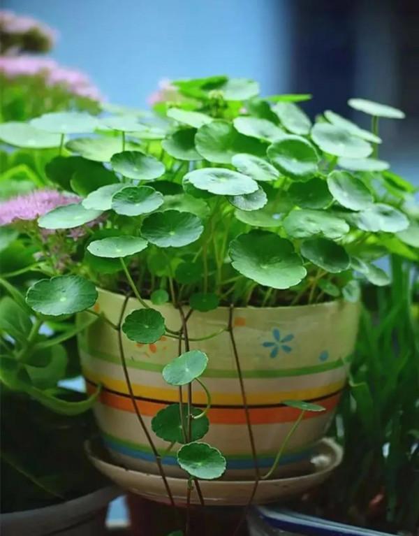 什麼花招財又旺宅好養