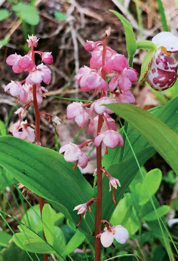 林草科普|雲裡霧裡泰加林