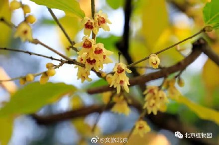暗香浮動,北京植物園蠟梅初開 暗香浮動,北京植物園蠟梅初開