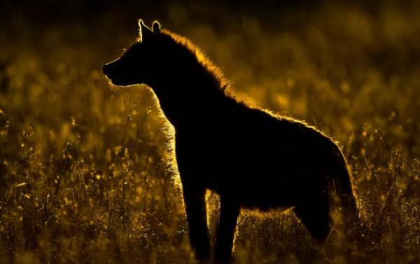 鬣狗愛乾淨?事實上關於鬣狗的這些傳聞都不真實,它們也不是犬科 鬣狗愛乾淨?事實上關於鬣狗的這些傳聞都不真實,它們也不是犬科