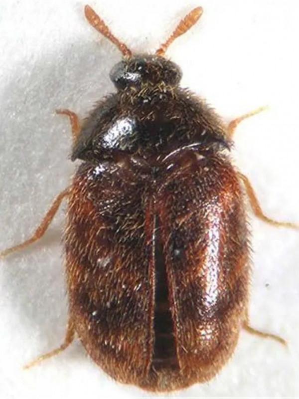 【進出口食品安全】政策解讀 &vert; 進口波蘭麵粉檢驗檢疫要求