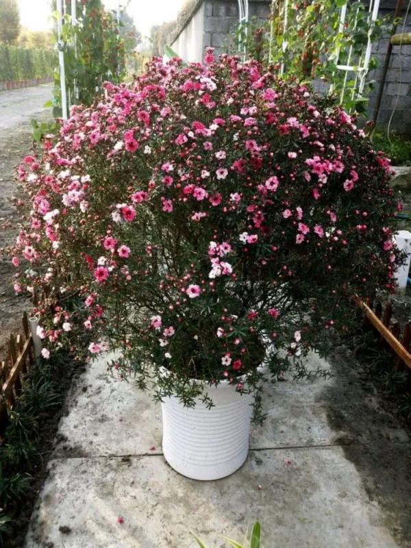 實用分享丨30款年宵花鑑賞，觀花的、賞果的都有…你最喜歡哪個？