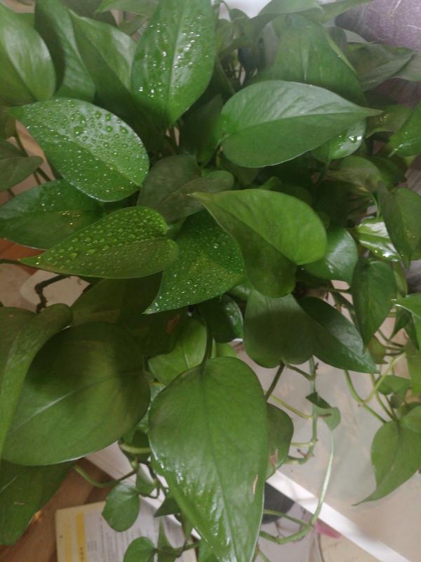 我家的綠蘿在滴水,本以為是生病,其實是健康的標誌 我家的綠蘿在滴水,本以為是生病,其實是健康的標誌