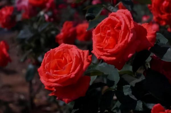 這才是院子該有的樣子！70後大叔的庭院，那叫一個漂亮，快來瞧瞧