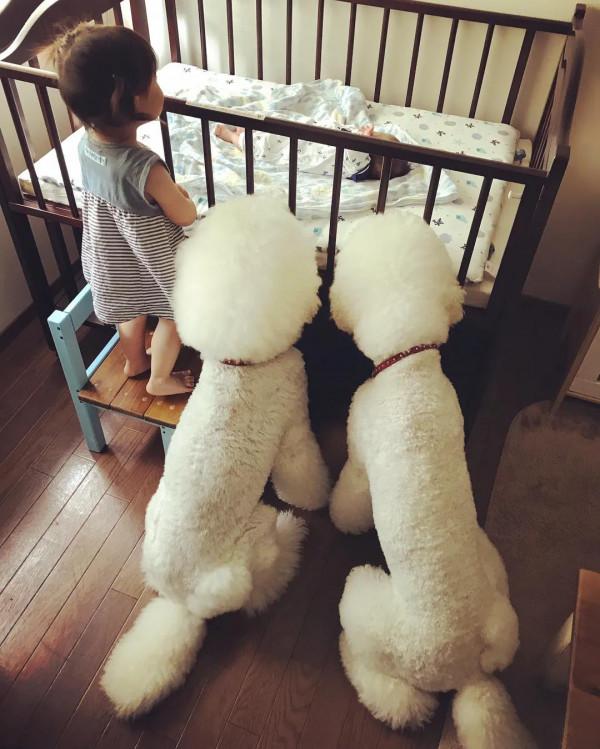 日本奶奶分享小孫女和三隻大狗狗的日常，治癒了56萬+網友…