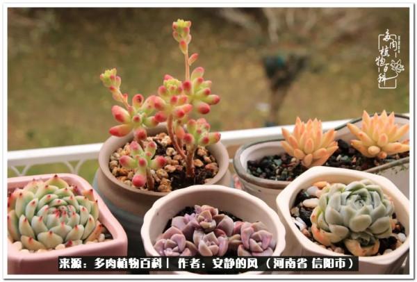 陽臺多肉黨的幸福生活 陽臺多肉黨的幸福生活