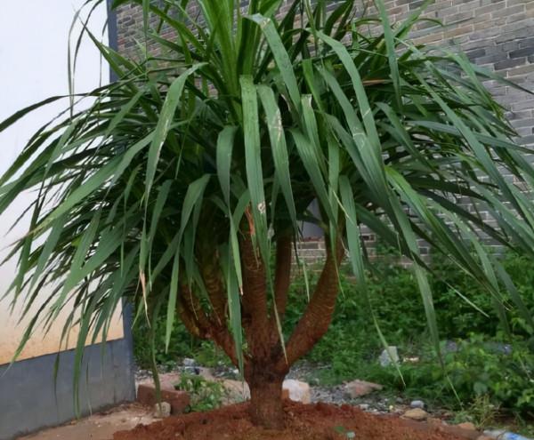 壽命最長的4種花，能活幾十年，可以養成傳家寶