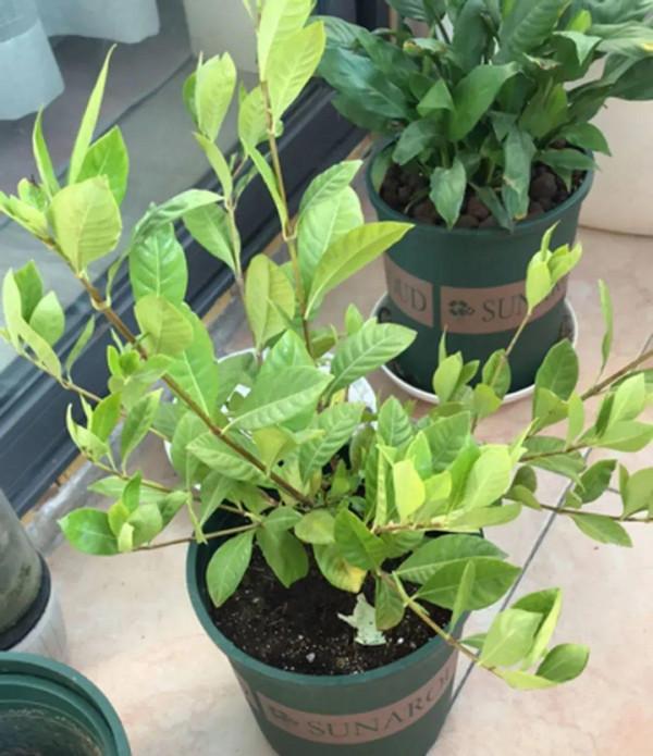 冬天6類花，葉片和花苞別噴水，一噴就爛了