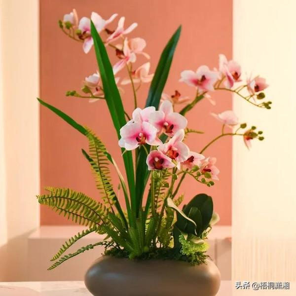 那些植物界的愛馬仕