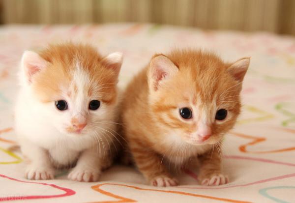 每個人心中都住著一隻貓