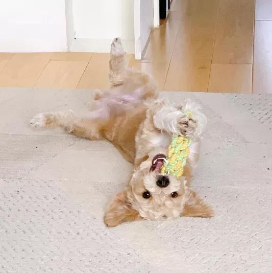 “這狗我不想要了,安樂死了吧!”愛狗可以!養狗,請三思 “這狗我不想要了,安樂死了吧!”愛狗可以!養狗,請三思