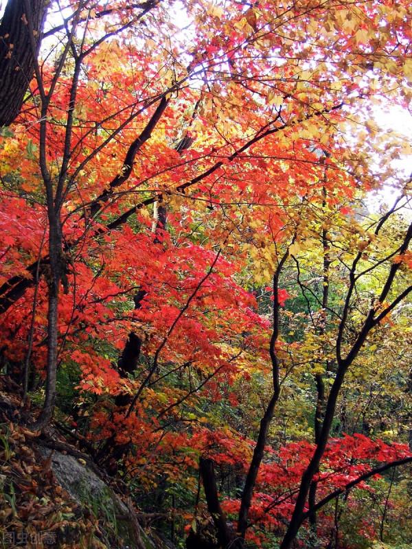 紅色才是中國秋天的主打色！這17處楓葉觀賞地，總有一個能驚豔你