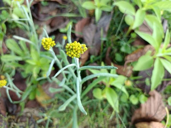 農村2種常見的野菜，家鄉人都喜歡吃，藥食兩用效果好，誰吃誰好