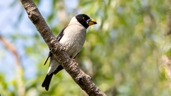 「山西鳥類圖鑑」| ​黑尾蠟嘴雀