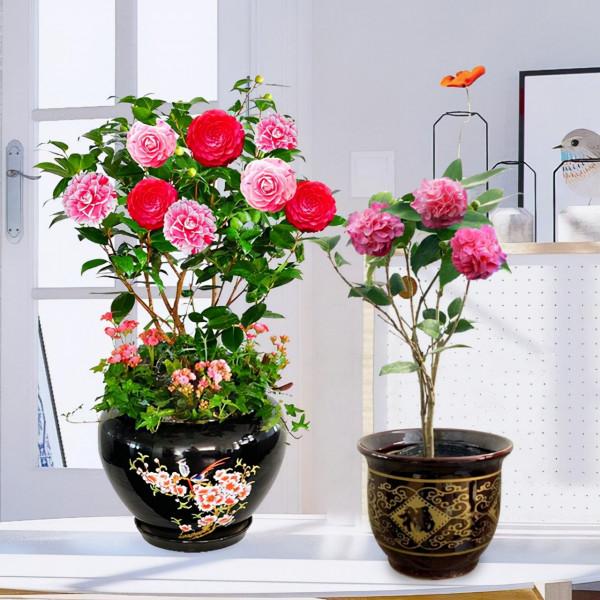 馬上就要過年了,還在為買什麼年宵花發愁嗎?推薦36種供你參考 馬上就要過年了,還在為買什麼年宵花發愁嗎?推薦36種供你參考