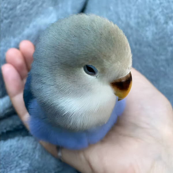 可愛到冒泡的“走地雞”