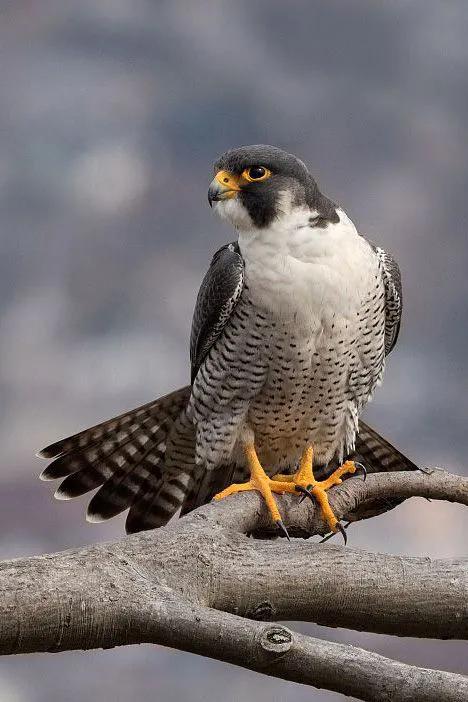 遊隼：鳥類的衝刺冠軍