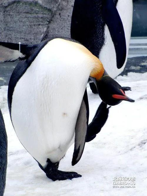 賈玲這張紅毯照太可了