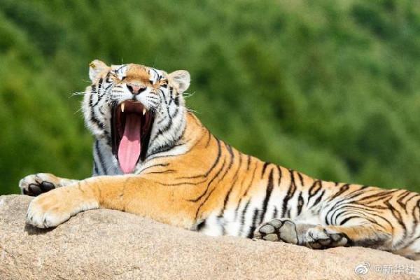 “秋老虎”來了