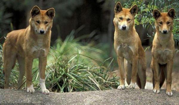 &OpenCurlyDoubleQuote;大黃&rdquo;在澳洲氾濫，上捕袋鼠下偷綿羊，還混成保護動物，憑啥？