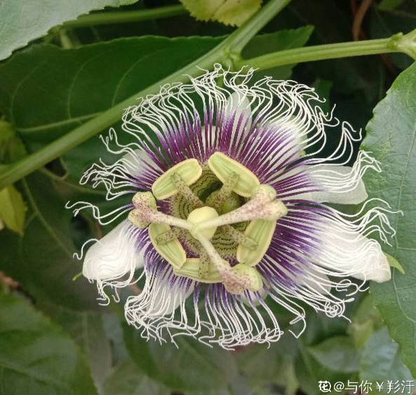 有1種果樹,盆栽地栽也爬藤,總有一款適合你 有1種果樹,盆栽地栽也爬藤,總有一款適合你