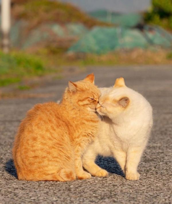 為什麼人們對貓容忍度很高,對狗卻異常嚴厲? 為什麼人們對貓容忍度很高,對狗卻異常嚴厲?