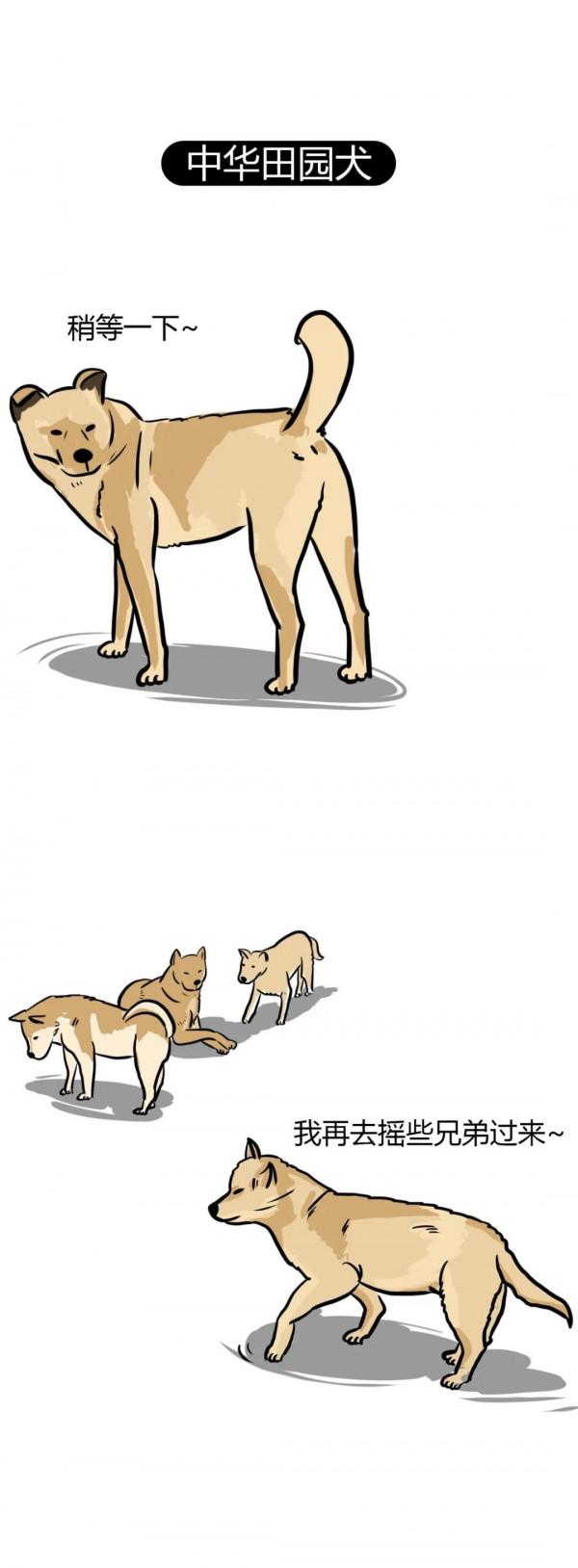 為什麼這些狗狗不能當搜救犬？