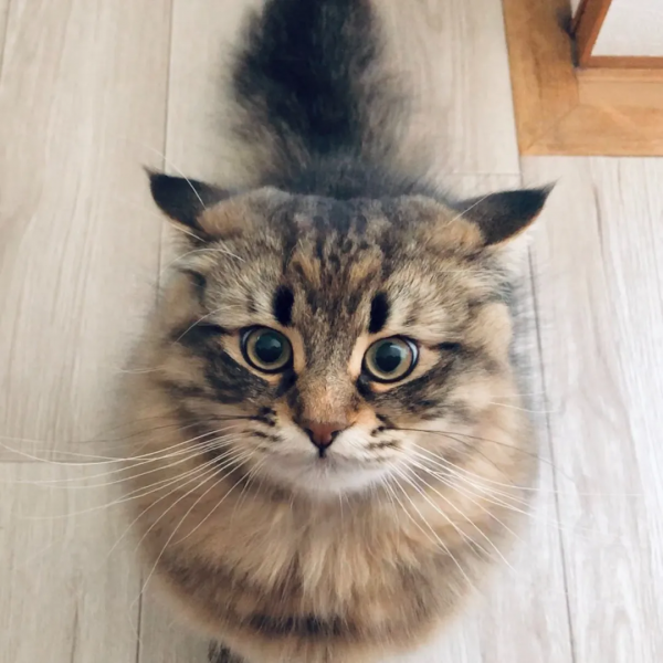 被10萬人圍觀的貓咪表情帝，堪稱貓界的楊迪，連日常都是戲