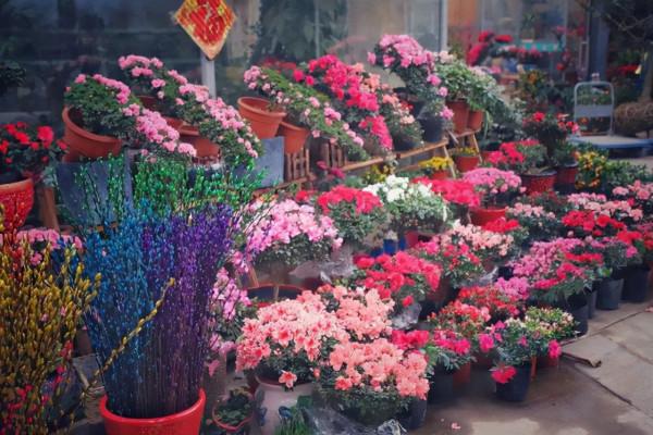 12月了，家裡養這些“年宵花”，株型美觀、花色豔麗，還十分喜慶