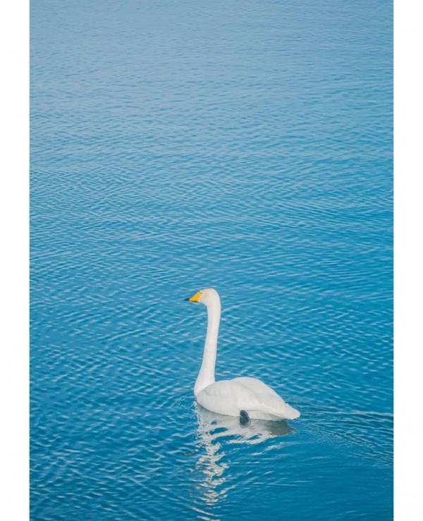 智者不入愛河，鐵鍋燉只大鵝