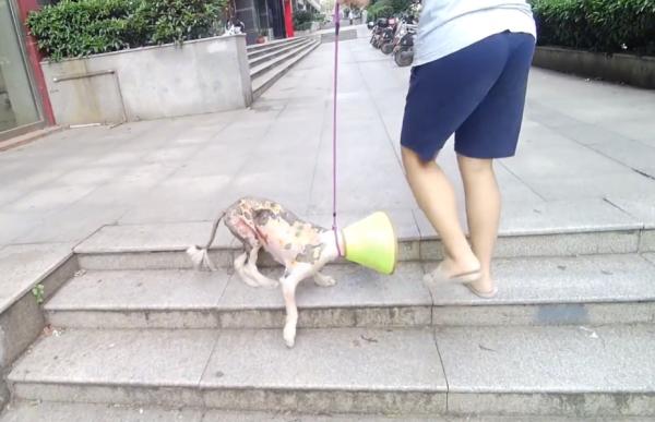 湖北：霸道邊牧橫著走？只因狗狗後腿被燙傷，傷口粘連沒法正常走