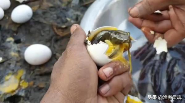 雞蛋裡面“孵出”小魚苗？究竟是雞蛋出了軌，還是魚兒劈了腿？