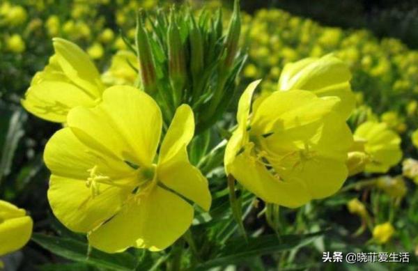 富貴吉祥慶中秋,花好月圓人團圓,5種“中秋花”,快來認識一下 富貴吉祥慶中秋,花好月圓人團圓,5種“中秋花”,快來認識一下